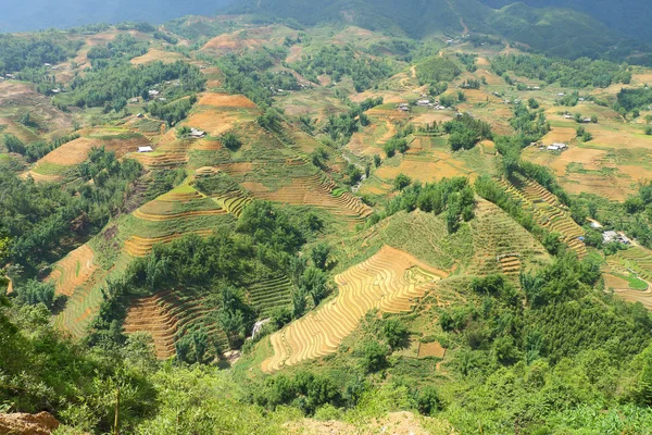 沙巴水稻梯田越南 — 图库照片