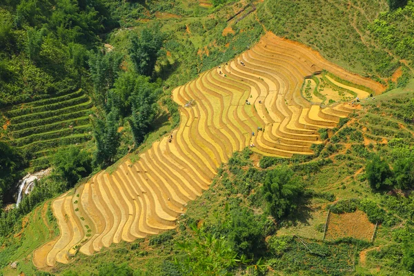 A Sapa rizs teraszok vietnam — Stock Fotó