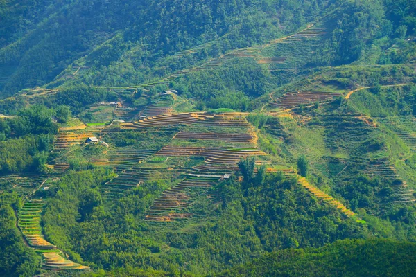 Sapa rice terraces Vietnam — Stock Photo, Image