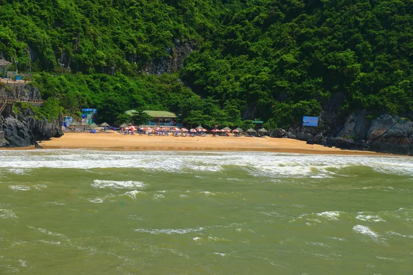 Kedi ba kedi COI kedi co beach — Stok fotoğraf