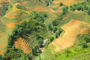 sapa pirinç terasları vietnam 