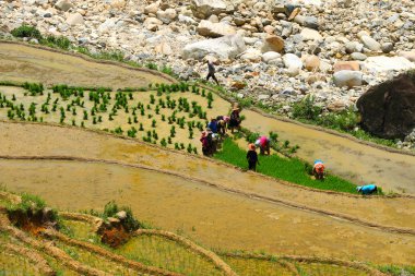 sapa pirinç terasları vietnam 
