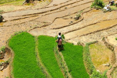 sapa pirinç terasları vietnam 