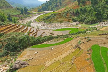 sapa pirinç terasları vietnam 