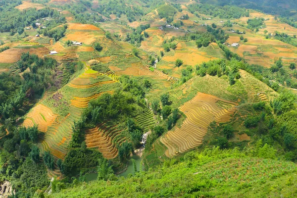 Рисовые террасы во Вьетнаме — стоковое фото
