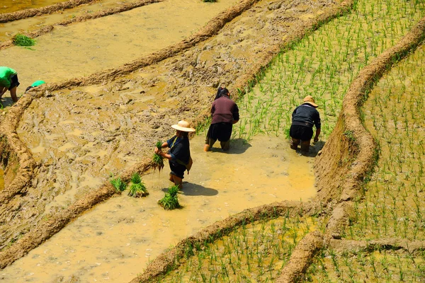 Sapa rýžové terasy vietnam — Stock fotografie