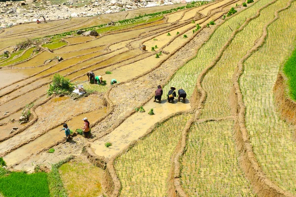 Sapa rýžové terasy vietnam — Stock fotografie