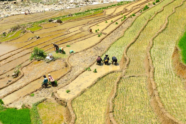 Sapa rýžové terasy vietnam — Stock fotografie