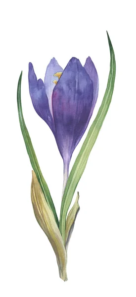 Watercolor spring violet crocuses set — Stock Photo, Image