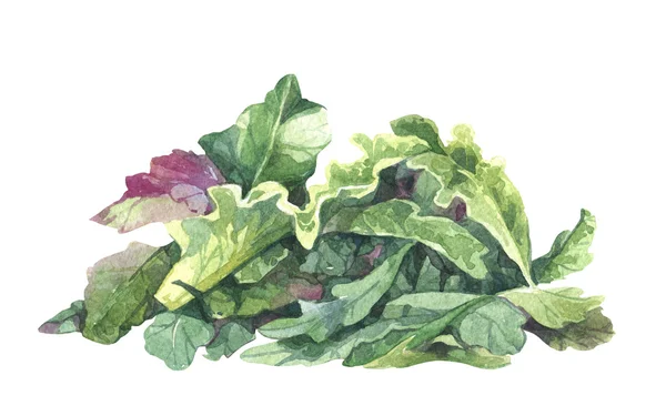 水彩的芝麻菜沙拉 — 图库照片