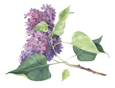 Suluboya çizilmiş bahar Menekşe leylak