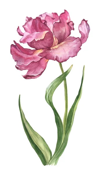 Aquarel voorjaar en de zomer tulip bloem roze — Stockfoto