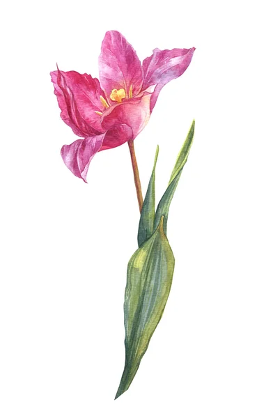 Watercolour spring and summer pink tulip flower — Stock Photo, Image