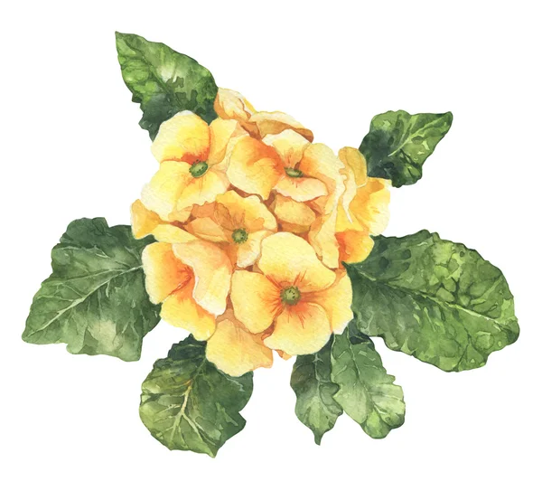 Watercolour spring and summer yellow primula flower — Stock Photo, Image