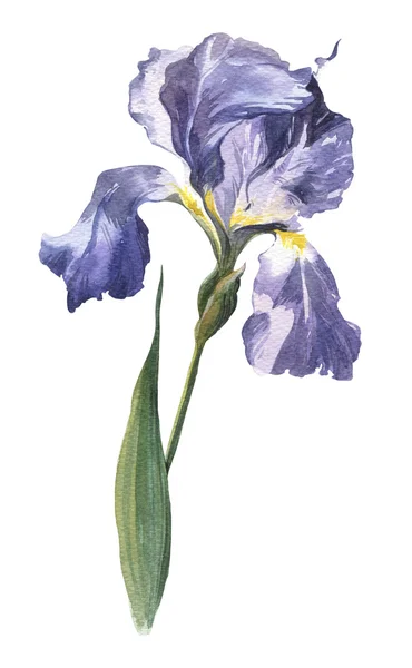 Aquarel voorjaar en zomer iris — Stockfoto