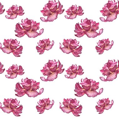 Pembe Lale ile seamless modeli suluboya renkli bahar ve yaz çiçek