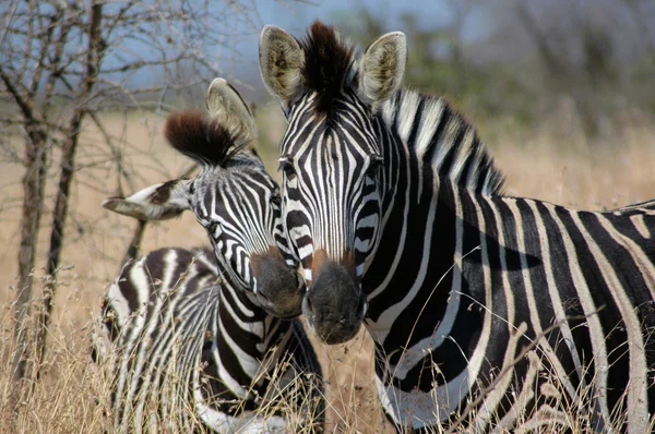 Zebra matka ze źrebakiem — Zdjęcie stockowe