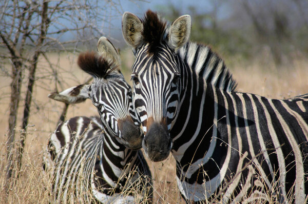 Portraiting Zebra mother with foal during a safari in the bush of South Africa