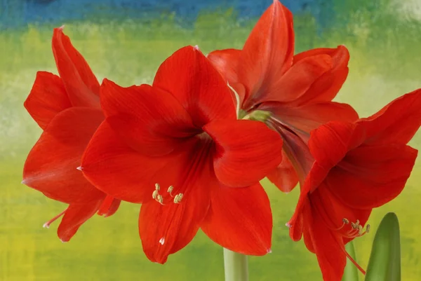 Kırmızı çiçek açan nergis zambağı Telifsiz Stok Fotoğraflar