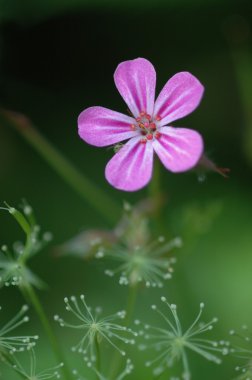 Malva neglecta