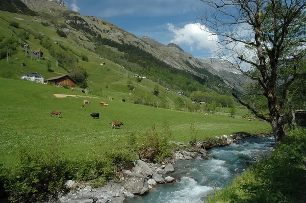 Pâturage alpin avec ruisseau — Photo