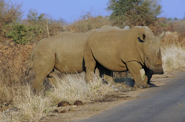 Two Rhinoceros Walking — Stock Photo, Image