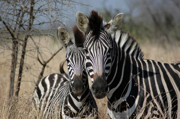 Pozowanie Zebra matki z źrebię — Zdjęcie stockowe