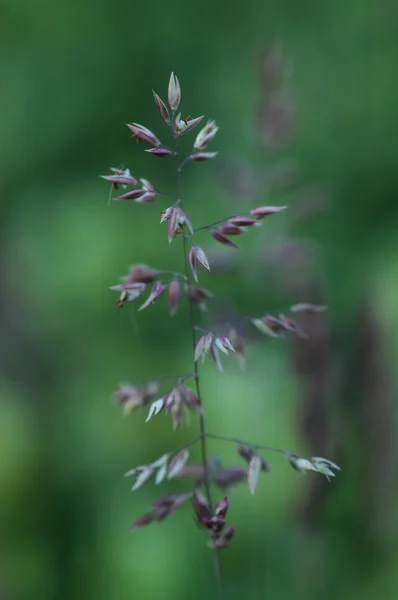 POA Annua Telifsiz Stok Imajlar