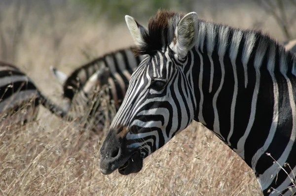 Zebra in Scrubland — Stock Photo, Image