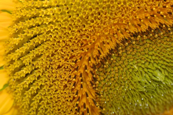 Patrón de girasol y polen —  Fotos de Stock