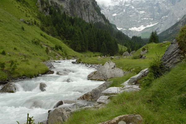 Mounatin Creek on Alpine Pasture — Stock Photo, Image