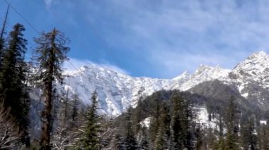 Arkaplanda karla kaplı bir dağ ve önünde çam ağaçları var..