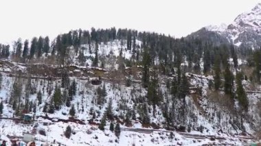 Arkaplanda karla kaplı bir dağ ve önünde çam ağaçları var..