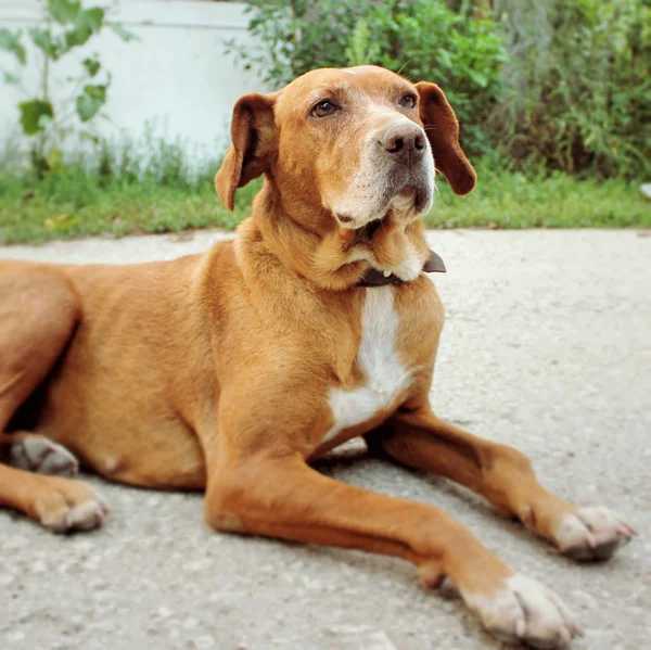 Brown Dog — Stock Photo, Image