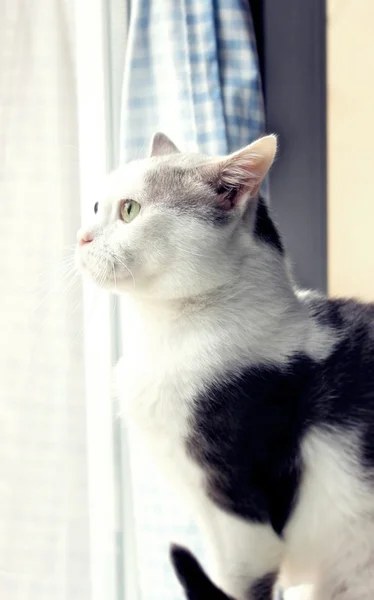 Zwart-witte kat kijkt uit het raam — Stockfoto