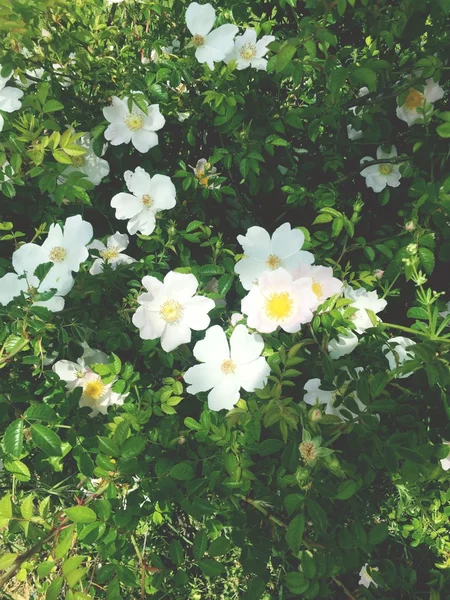 花卉复古背景 — 图库照片