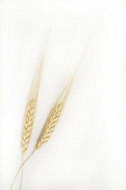 Buğday kulakları sanat doku