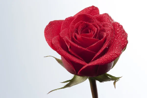 Czerwony kwiat sztuki — Zdjęcie stockowe
