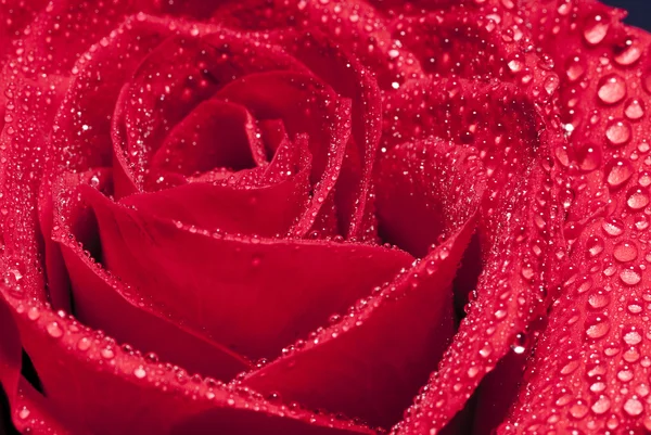 Red rose art — Stock Photo, Image