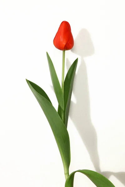 Tulipan rojo 自然 — ストック写真