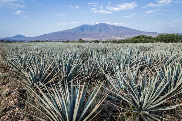 Tequilu krajinomalba — Stock fotografie