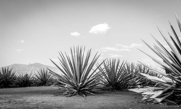 Tequila landschapskunst — Stockfoto