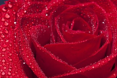 Kırmızı bir gül.