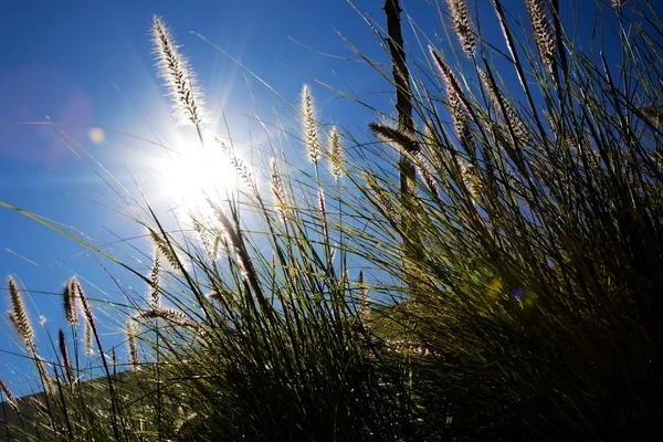 Wheat plant meadow — Stock Photo, Image