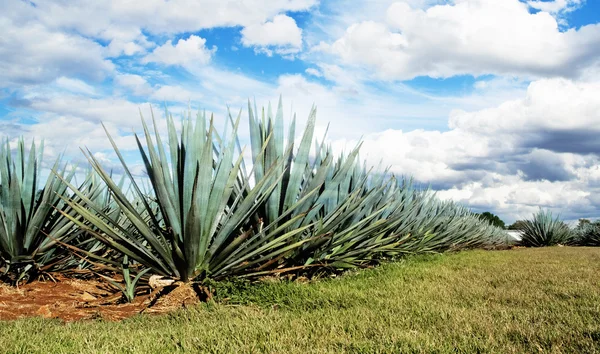 Uma paisagem de tequila — Fotografia de Stock