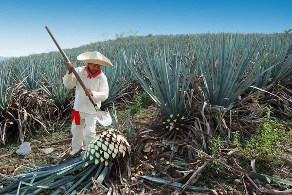 Un Jimador trabajando — Foto de Stock