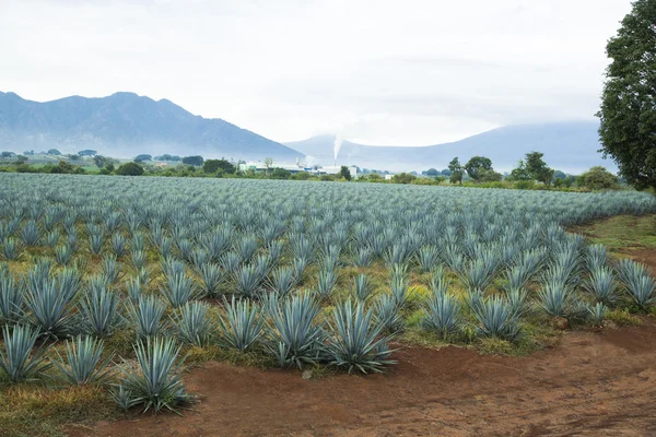 Un paysage de tequila — Photo