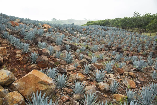 Uma paisagem de tequila — Fotografia de Stock