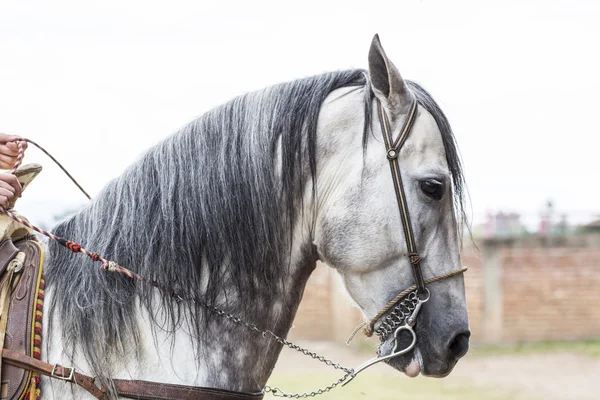 A Arab horse — Stock Photo, Image