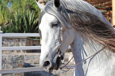 Güzel İspanyol safkan